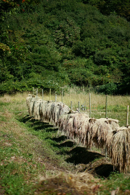 【送料無料】firefly 2周年記念デイリー5本セット＋自家米3合