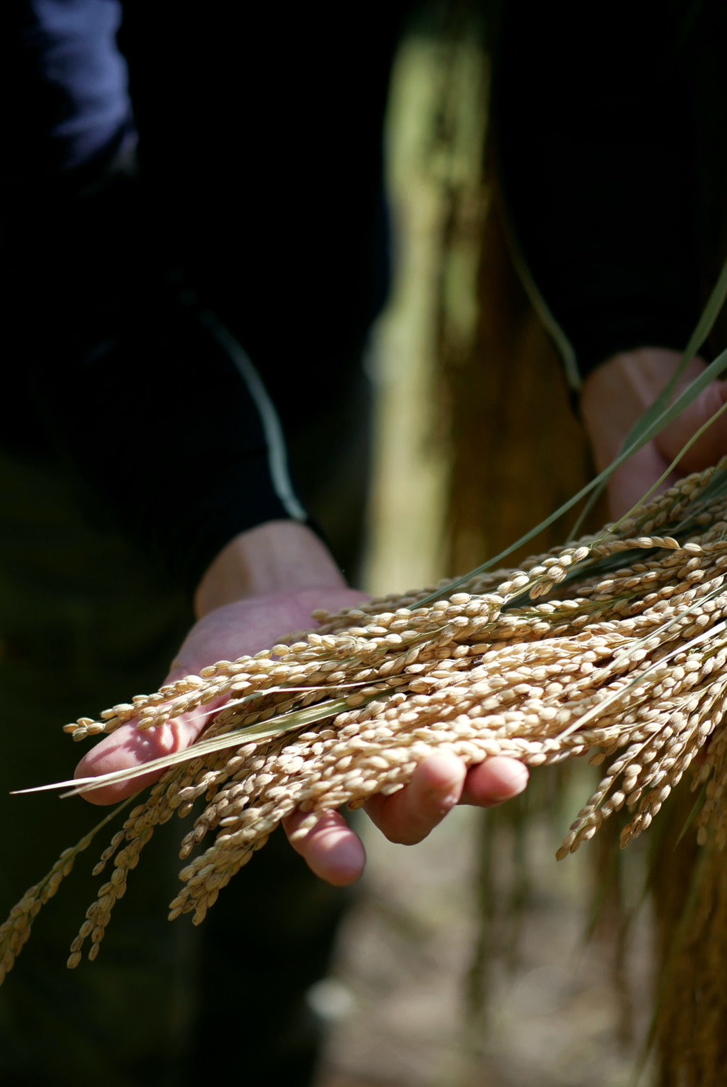 【送料無料】firefly 2周年記念デイリー5本セット＋自家米3合