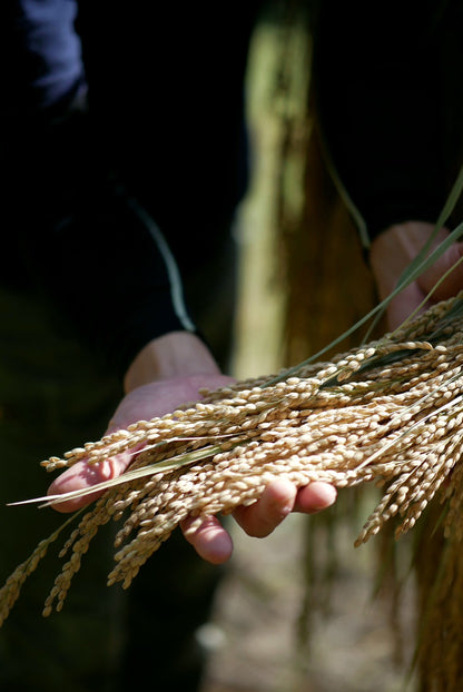 【送料無料】firefly 2周年記念デイリー5本セット＋自家米3合